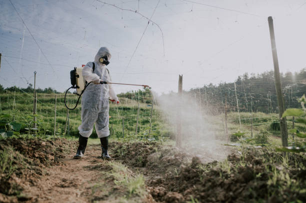 Best Pest Removal Services  in Roundup, MT