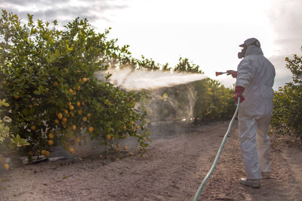 Flea Control Services in Roundup, MT