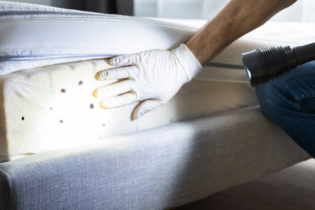 Best Affordable Pest Control Services  in Roundup, MT