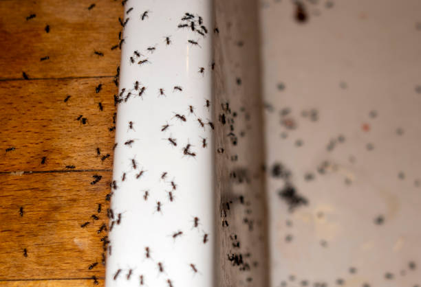 Best Pest Control Near Me  in Roundup, MT