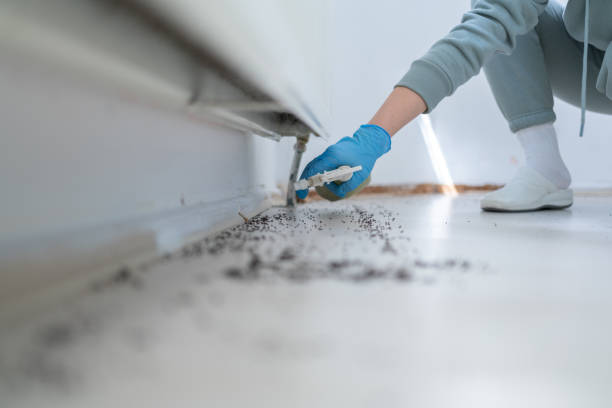 Best Termite Control Services  in Roundup, MT